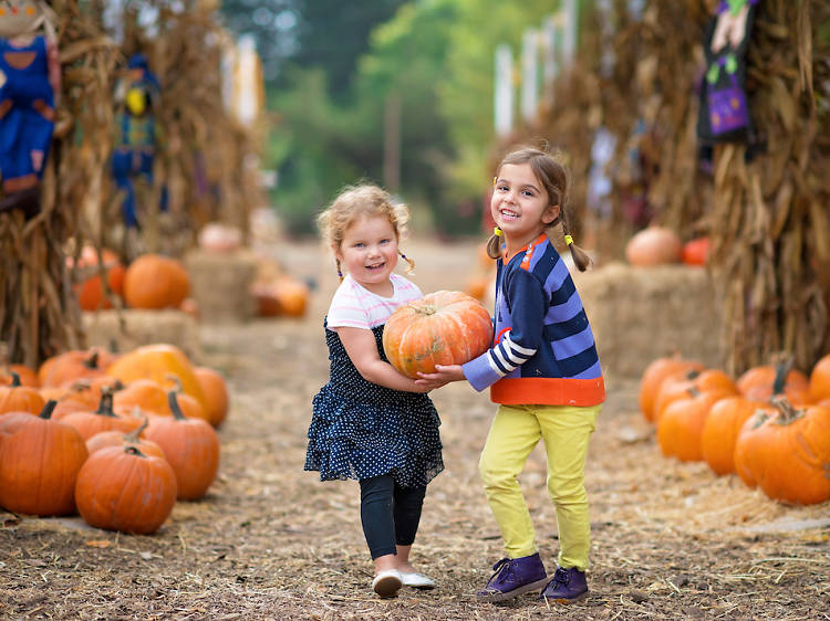 Best spots for pumpkin picking NY families love