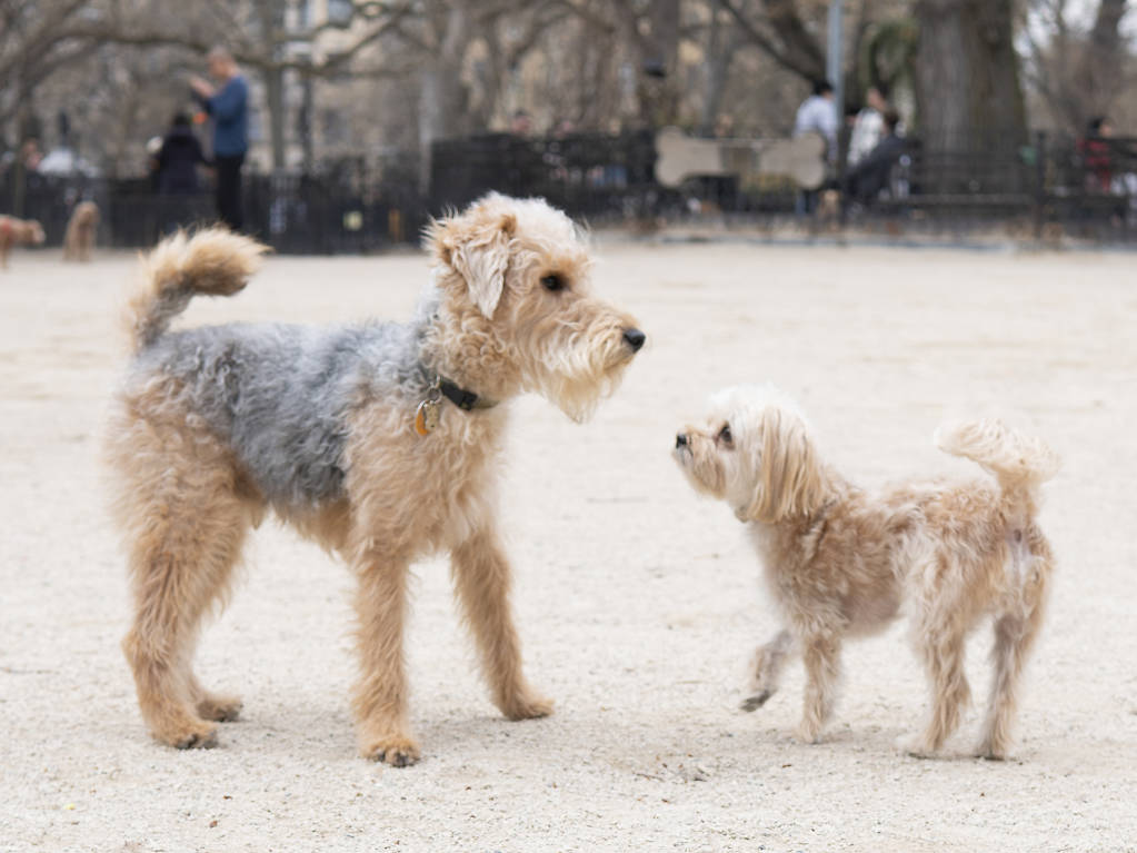 17 Best Dog Parks in New York City