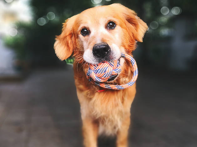 Perro Perro