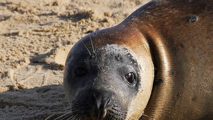 Commune with sea lions at Pier 39