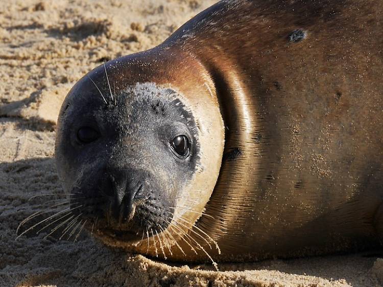 Commune with sea lions at Pier 39