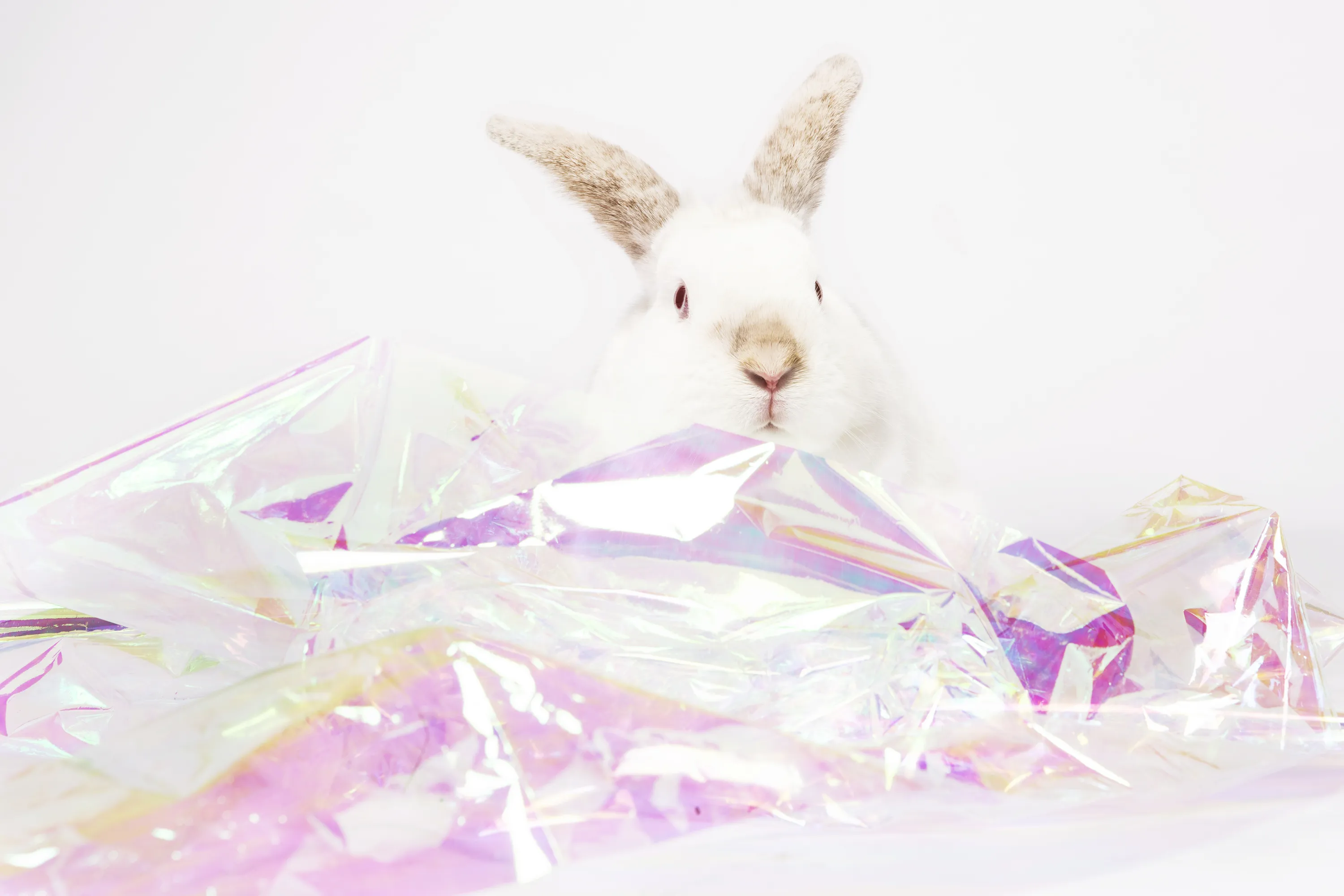 Kathy Grayson with Bertie