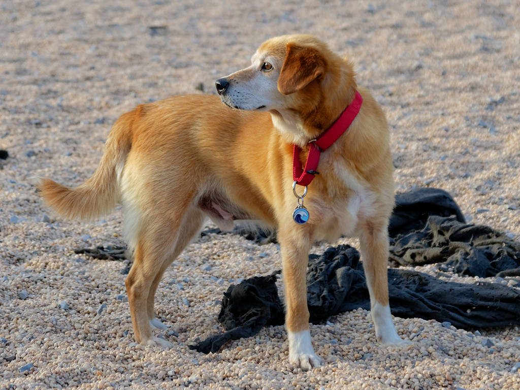 17 Best Dog Parks in New York City