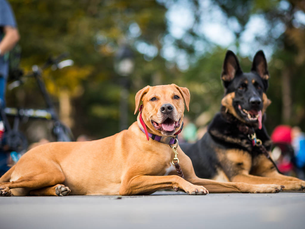 17 Best Dog Parks in New York City