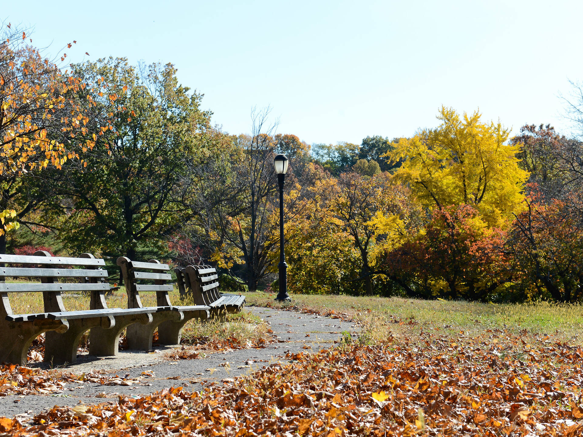 17 Best Dog Parks in New York City