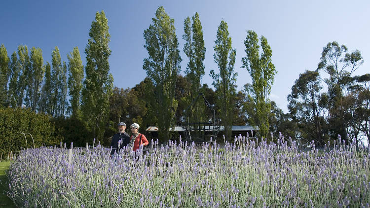 Ashcombe Maze and Lavender Gardens