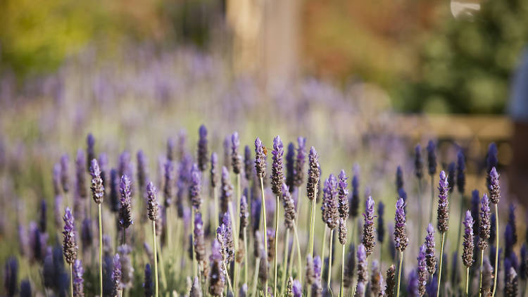 Warratina Lavender Farm