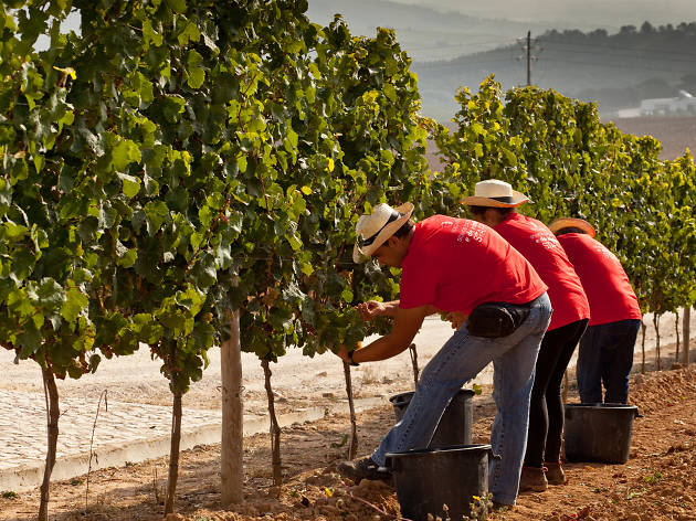 Adega Mãe Adega Mãe