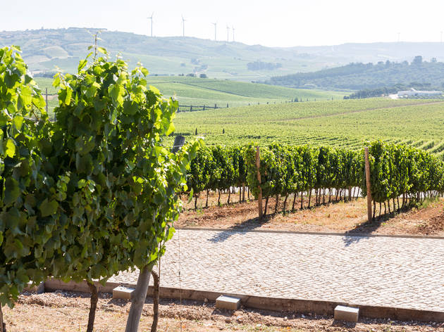 Adega Mãe Adega Mãe