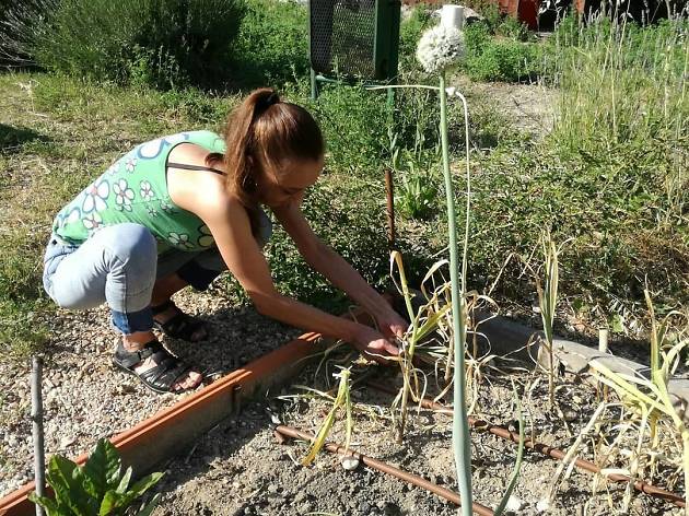 Germinando Germinando