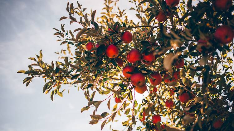 Apple picking near Chicago