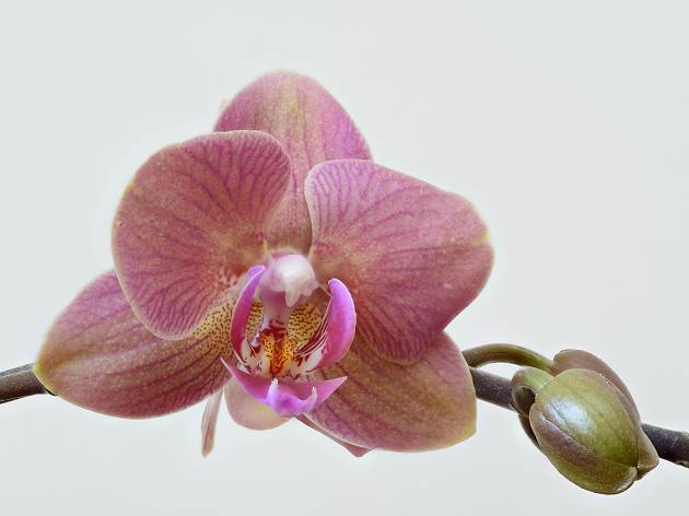 orquídeas orquídeas