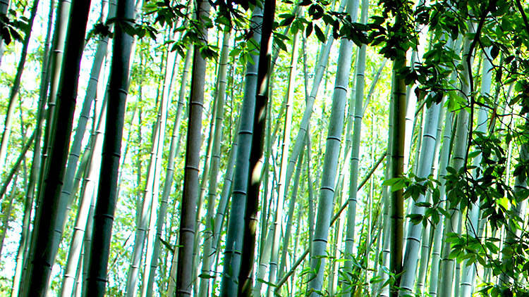 Bamboo Grove