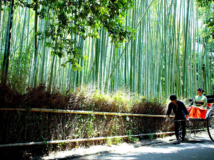 Bamboo Grove