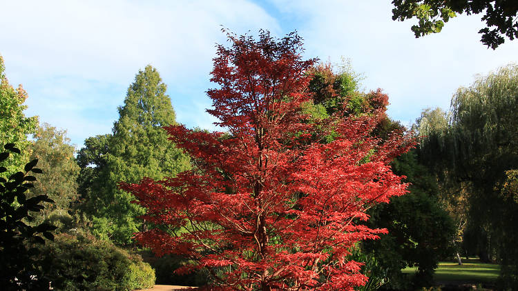 Isabella Plantation