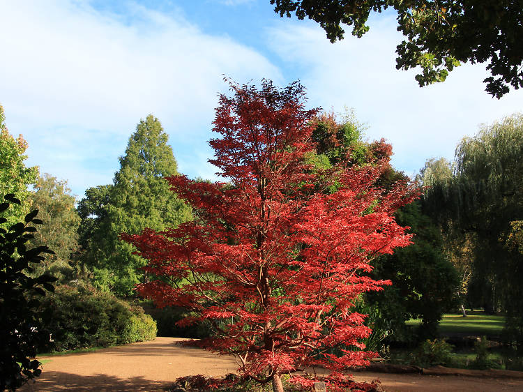 Isabella Plantation