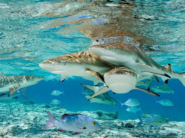 Sharks, uma missão de Brian Skerry Sharks, uma missão de Brian Skerry
