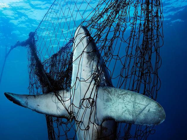 Sharks, uma missão de Brian Skerry exposicao sharks, oceanario, national geographic
