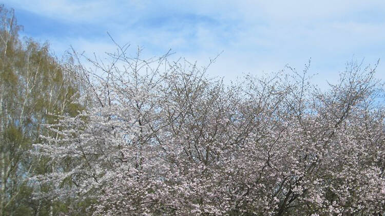 Hanami Cherry Blossom Festival