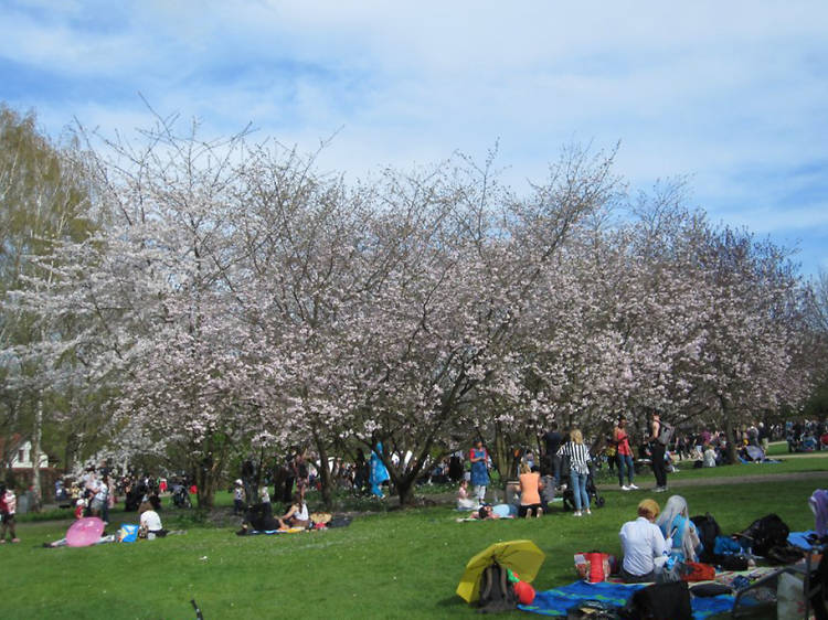 Hanami Cherry Blossom Festival