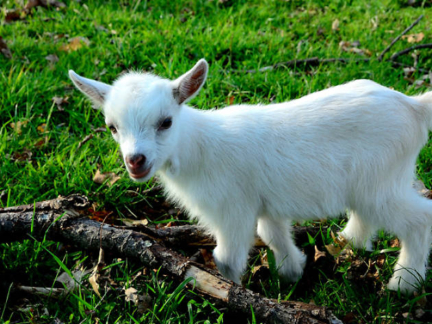 pygmy goat pygmy goat