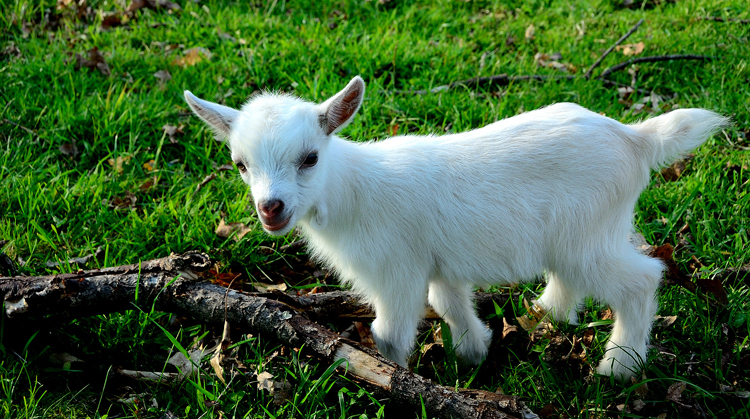 This ‘tini’ martini bar will be filled with little things – including a pygmy goat