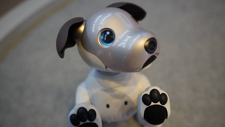 Robot puppy with paws against the camera lens