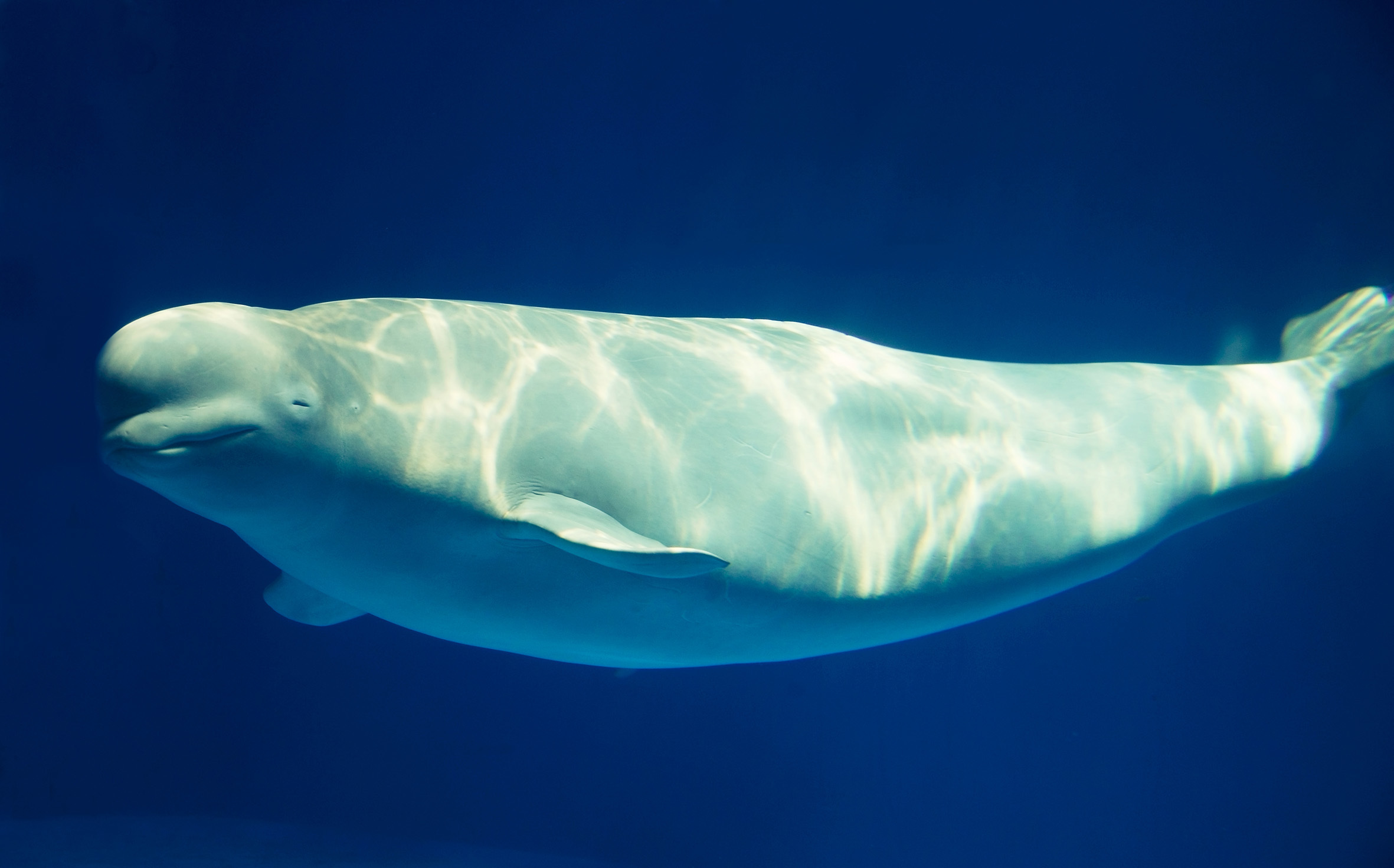 Stop press! There’s an actual beluga whale in the Thames!