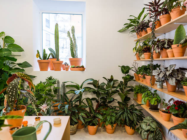 Os melhores sítios para comprar plantas em Lisboa Os melhores sítios para comprar plantas em Lisboa