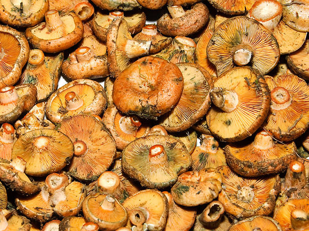 Rovellons Rovellons
