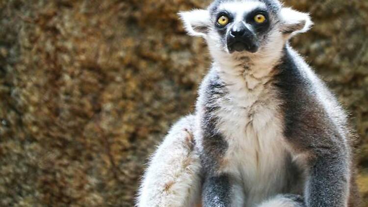 Say hello to the lemurs in Dublin Zoo