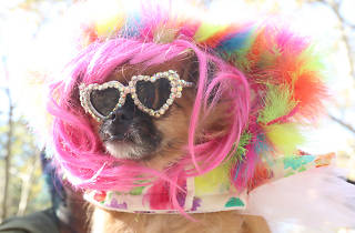 PET HALLOWEEN COSTUME CONTEST FURBABY COUTURE