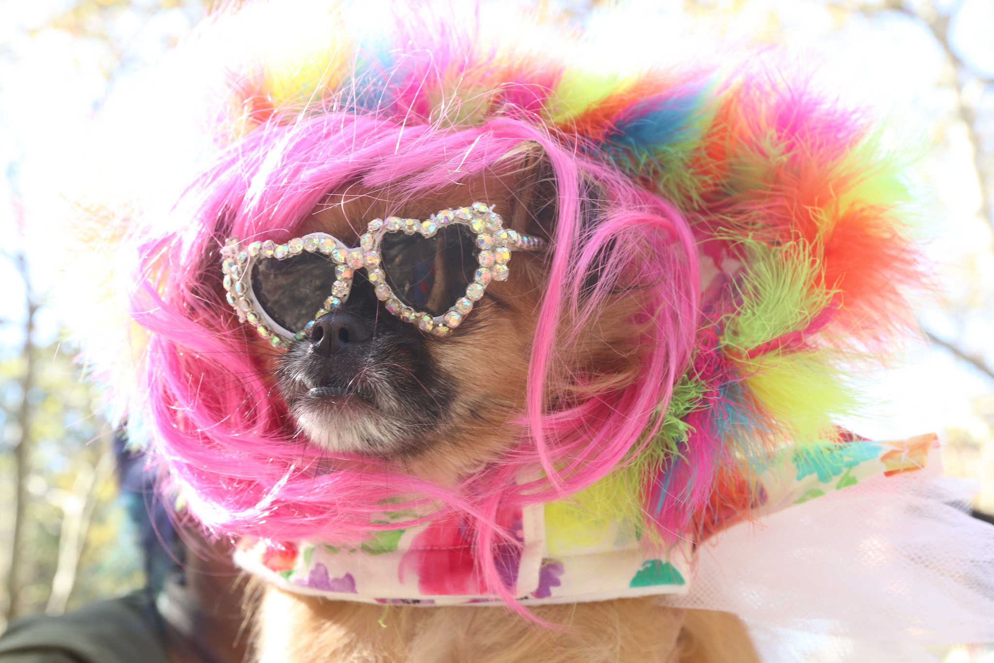 AMAZIN' MUTTS: Dogs parade down Broadway in orange and blue ahead