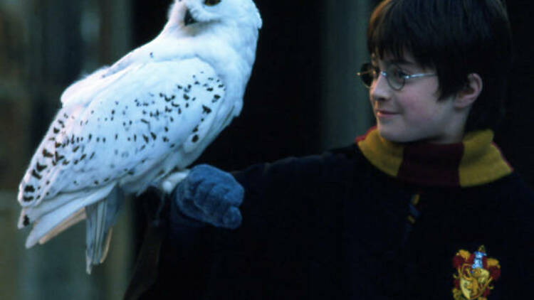 7. Hedwig takes flight