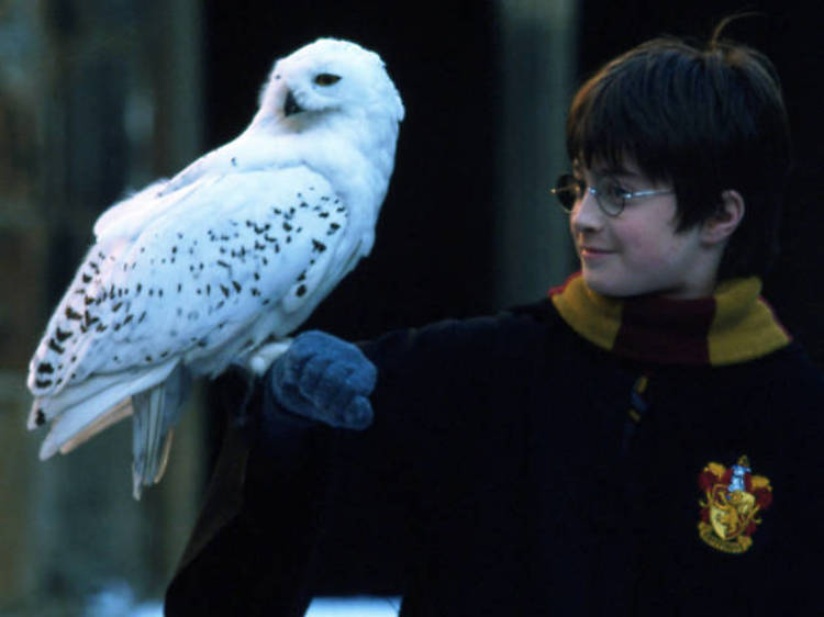 7. Hedwig takes flight