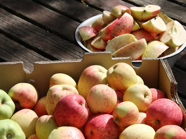 Apple Days Apple Days