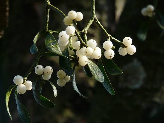 Mistletoe Mistletoe