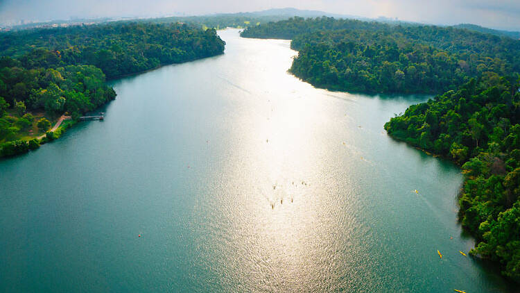 MacRitchie Nature Trail & Reservoir Park