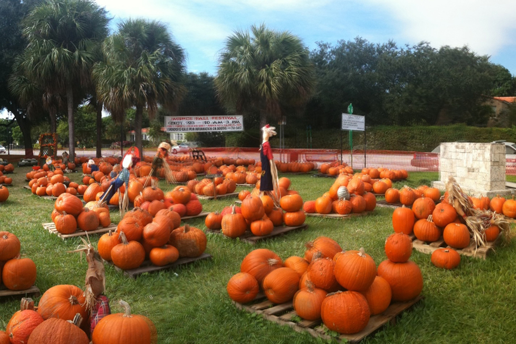 8 Great Pumpkin Patches Miami Families Love