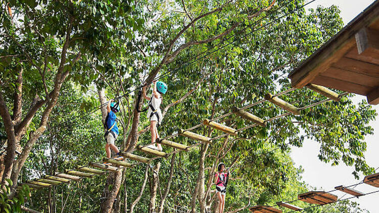 Take a TreeTop Walk