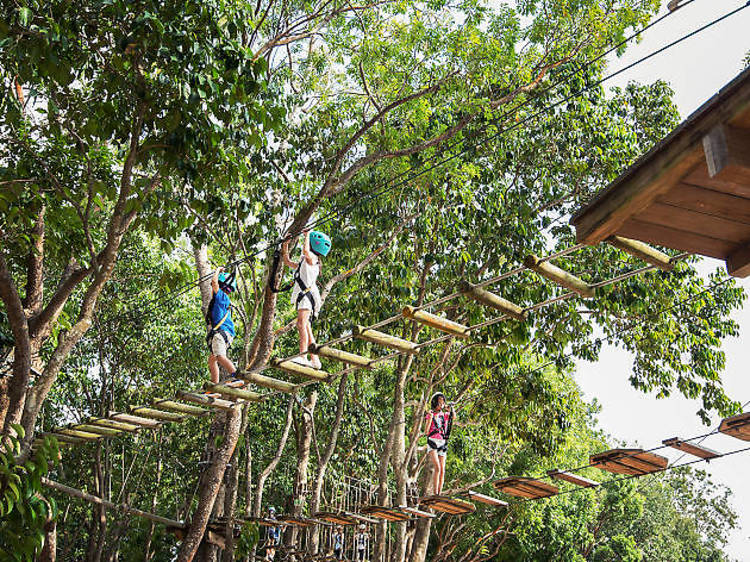 Take a TreeTop Walk