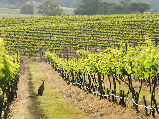 Mudgee Sponsored Content Mudgee vineyard with kangaroo