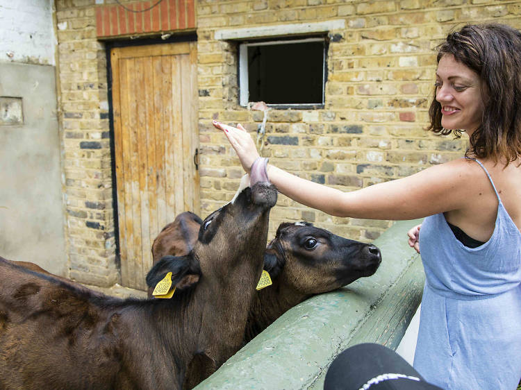 Vauxhall City Farm