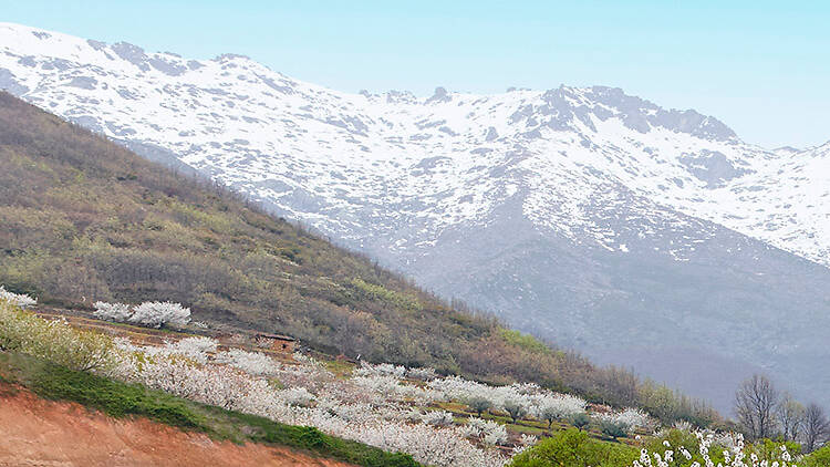 Stroll among blooming cherry trees in Extremadura