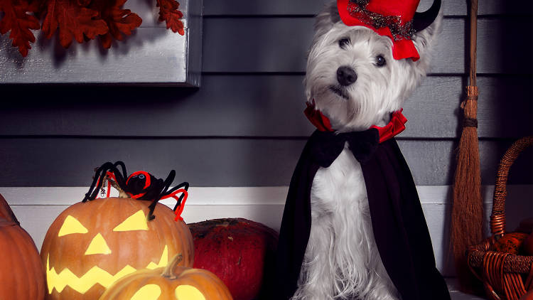 Halloween especial para tu perro