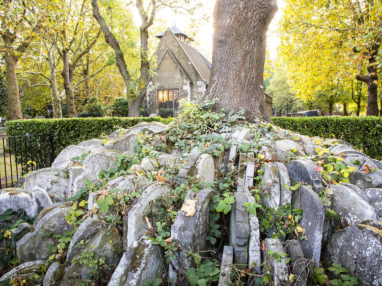 The Hardy Tree