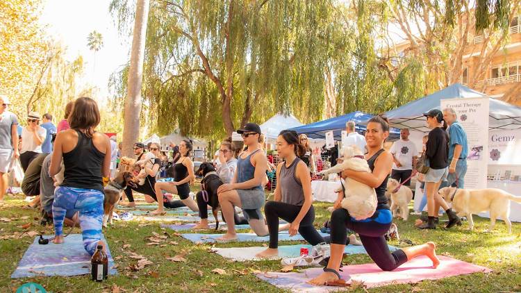 Double Bay Street Festival People doing yoga with their dogs