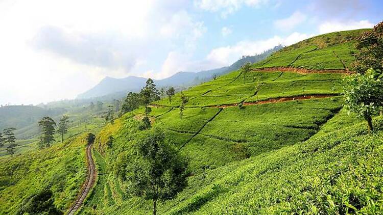 Tea country