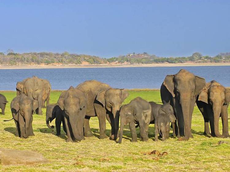 Elephant gathering