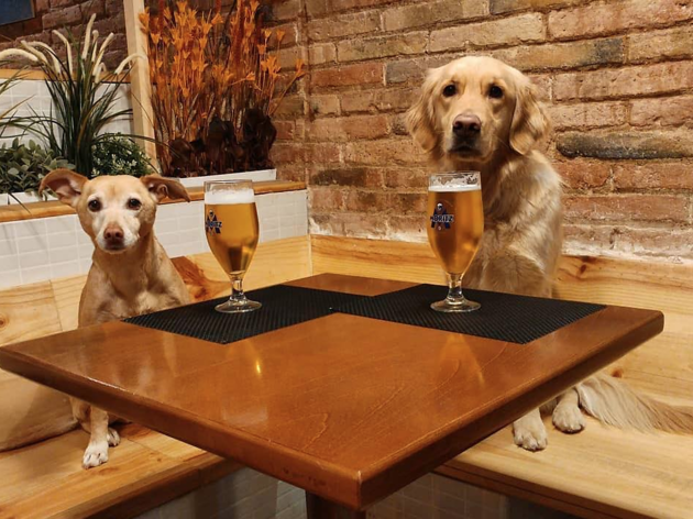 Entredogs Entredogs
